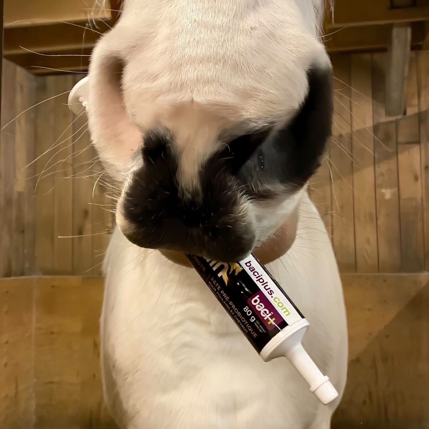 floriquin pré et probiotiques pour poulains et chevaux